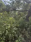 55 Acres Farmland with Mature Cashew Trees in Eruwa, Oyo State - 2