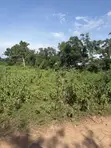 5 Acres Commercial Land for Sale, Alako Area, Oyo State - 2