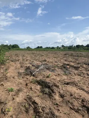 100 Acres Farmland for Sale, Idi Ori Area, Iseyin, Oyo State