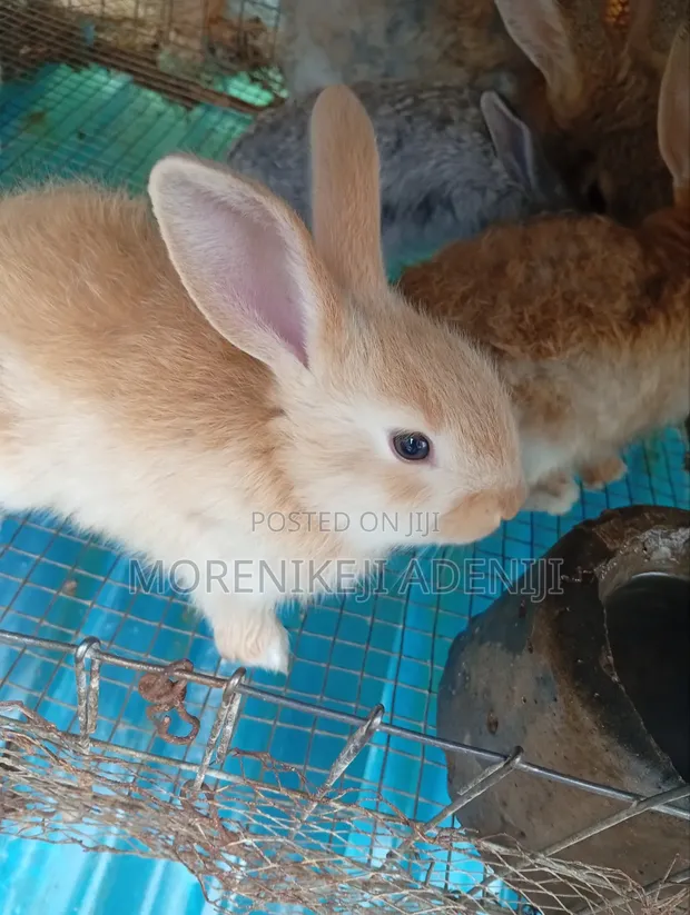 Rabbits for Sale - 4 Weaners Available - 1