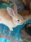 Rabbits for Sale - 4 Weaners Available - 1