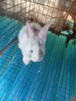 Rabbits for Sale - 4 Weaners Available - 2