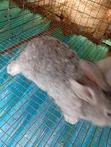 Rabbits for Sale - 4 Weaners Available - 3