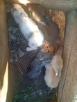 Rabbits for Sale - 4 Weaners Available - 4