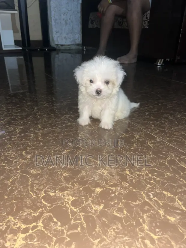 Zuriya Mai Kyau ta Lhasa Apso Yara - Wata 1-3, Mace - 1