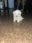 Zuriya Mai Kyau ta Lhasa Apso Yara - Wata 1-3, Mace - 1
