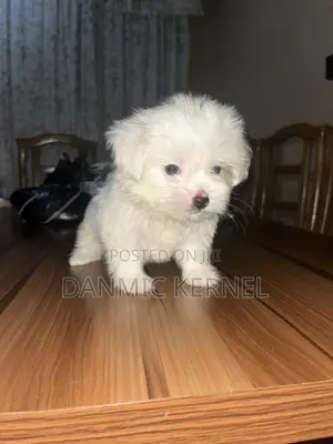 Zuriya Mai Kyau ta Lhasa Apso Yara - Wata 1-3, Mace