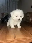 Zuriya Mai Kyau ta Lhasa Apso Yara - Wata 1-3, Mace - 2