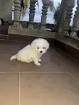 Zuriya Mai Kyau ta Lhasa Apso Yara - Wata 1-3, Mace - 3