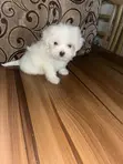 Zuriya Mai Kyau ta Lhasa Apso Yara - Wata 1-3, Mace - 4