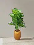 Artificial Calathea Floor Plant in Gold Planter - 1