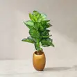 Artificial Calathea Floor Plant in Gold Planter - 3