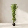Artificial Blue Blossom Floor Plant in Luxury Vase - 2