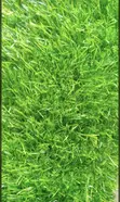Premium Artificial Carpet Grass - 1