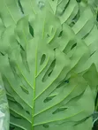 Babban Ingancin Gaskiyar Artificial Flower - 2