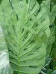 Babban Ingancin Gaskiyar Artificial Flower - 3