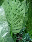 Babban Ingancin Gaskiyar Artificial Flower - 4