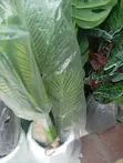 Babban Ingancin Gaskiyar Artificial Flower - 5