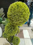 Babban Ingancin Furannin Artificial - Siyarwa da Rarrabawa - 2