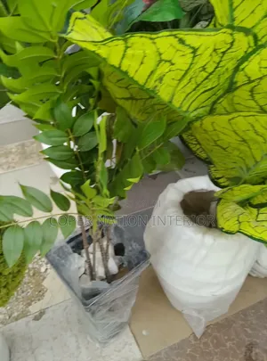 Babban Ingancin Furannin Artificial - Siyarwa da Rarrabawa