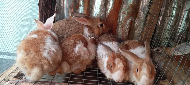 Healthy Rabbits - Bucks & Weaners Available - 1