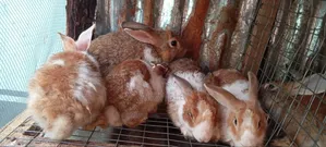 Healthy Rabbits - Bucks & Weaners Available