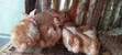 Healthy Rabbits - Bucks & Weaners Available - 1
