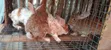 Healthy Rabbits - Bucks & Weaners Available - 2