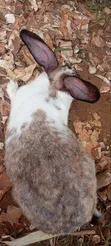 Healthy Rabbits - Bucks & Weaners Available - 4
