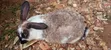 Healthy Rabbits - Bucks & Weaners Available - 5