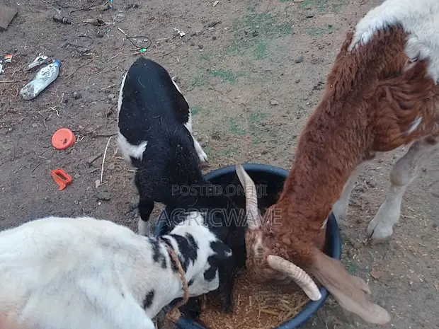 Sheep for Sale - All Ages - 1