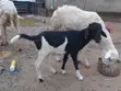 Sheep for Sale - All Ages - 2