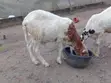 Sheep for Sale - All Ages - 3