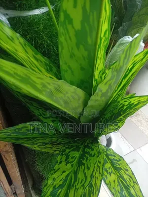 Artificial Flowers - Bulk Available