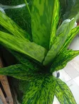 Artificial Flowers - Bulk Available - 1