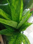Artificial Flowers - Bulk Available - 2