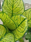 Babban Ingancin Furannin Artificial - Sabo - 1
