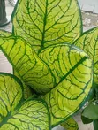 Babban Ingancin Furannin Artificial - Sabo - 2