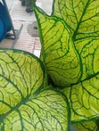 Babban Ingancin Furannin Artificial - Sabo - 4
