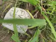 Ayonitemi-Relief Estate, Shimawa - Land for Sale - 3