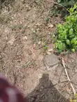 Ayonitemi-Relief Estate, Shimawa - Land for Sale - 4