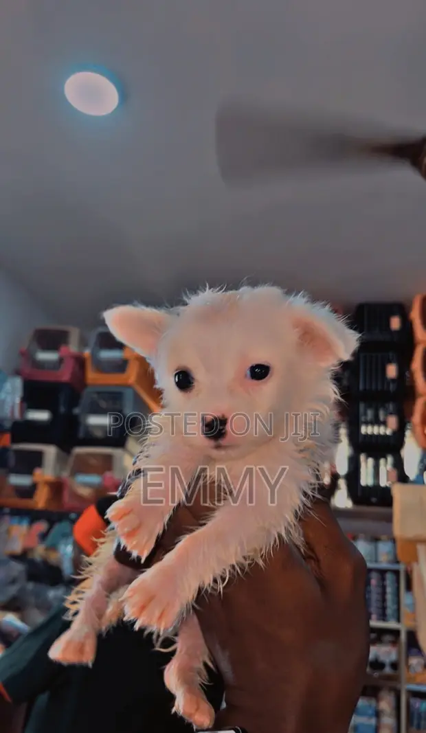 Yar Kwaiyar American Eskimo (Wata 1-3) - 1