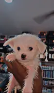 Yar Kwaiyar American Eskimo (Wata 1-3) - 2