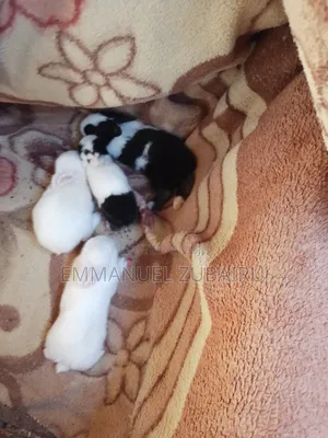 Baby Rabbits and Pairs