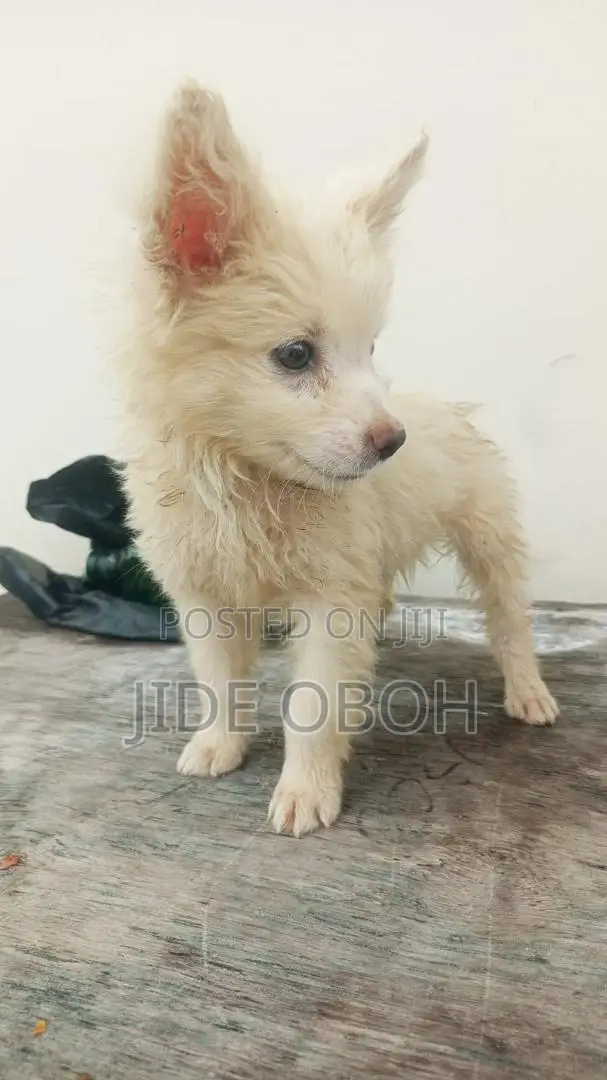 1-3 Month Male Mixed Breed American Eskimo - 1