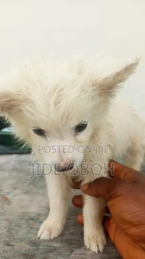 1-3 Watan Namiji Gauraye Na American Eskimo