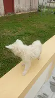 1-3 Month Male Mixed Breed American Eskimo - 3
