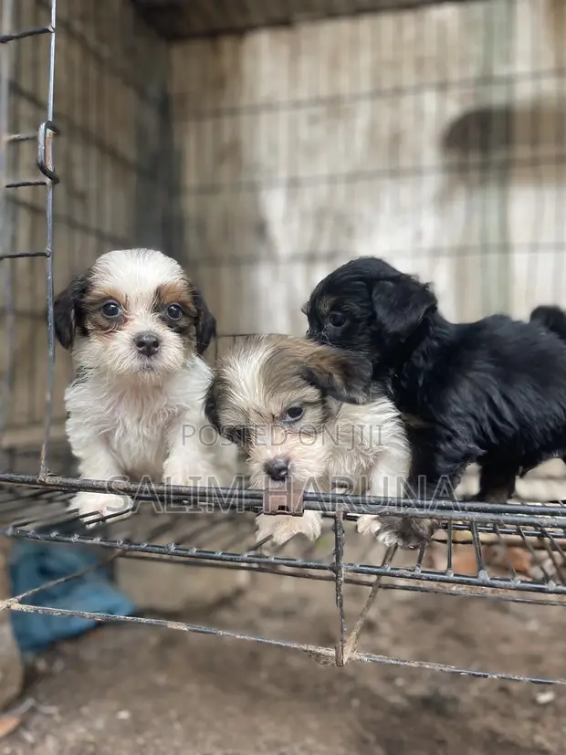 Purebred Lhasa Apso Puppy - 1-3 Months Old - 1