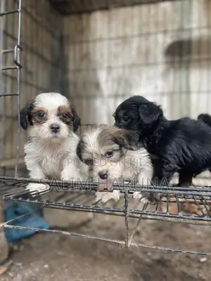 Purebred Lhasa Apso Puppy - 1-3 Months Old