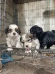 Purebred Lhasa Apso Puppy - 1-3 Months Old - 1